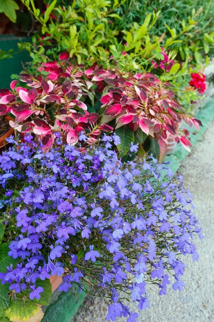 Fiori colorati sul primo piano dell'aiuola nell'ora legale.