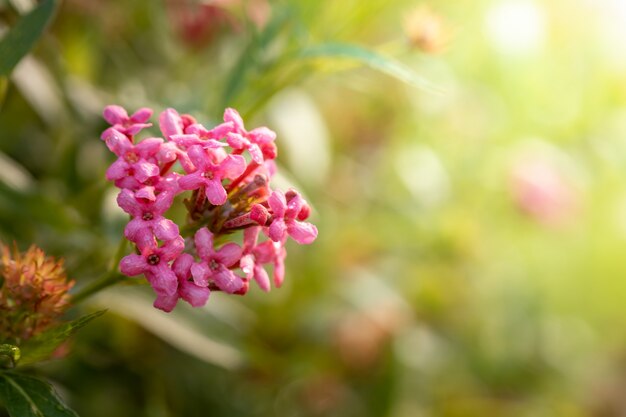 fiori colorati