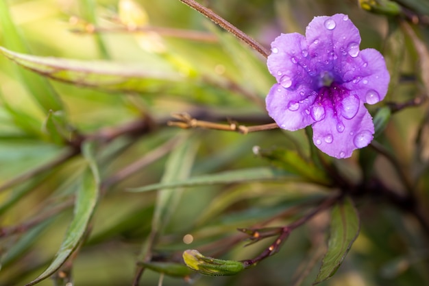 fiori colorati