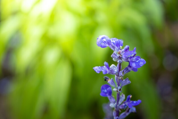 fiori colorati