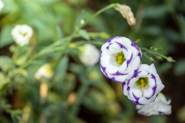 fiori colorati