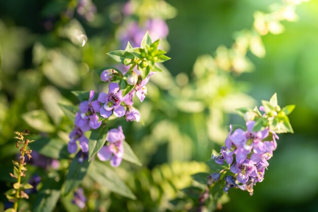 fiori colorati