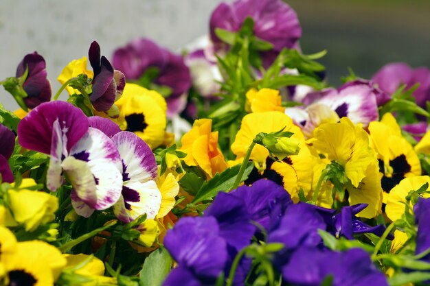 Fiori coltivati popolari in ricchi colori nel giardino.