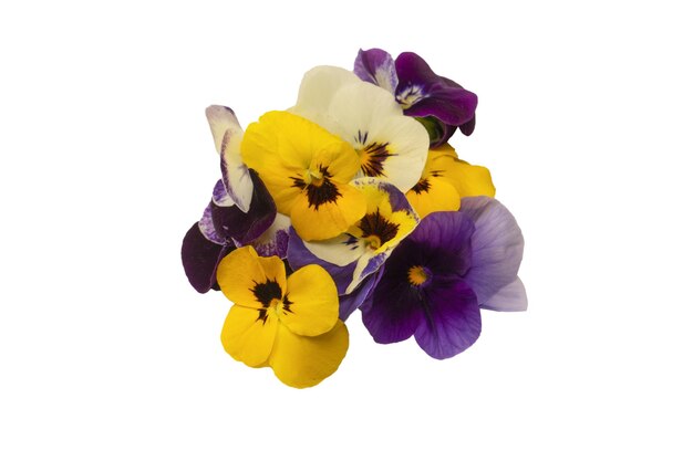 Fiori commestibili viola e gialli isolati su sfondo bianco