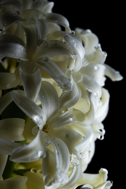 Fiori con petali lunghi macro. Il giacinto in fiore è vicino