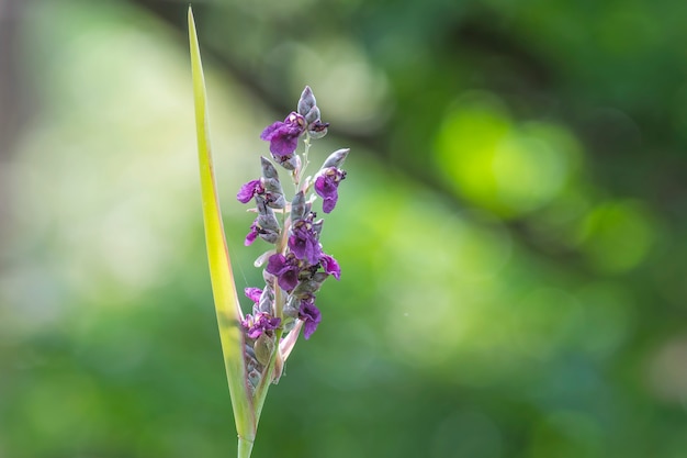 Fiori con viola