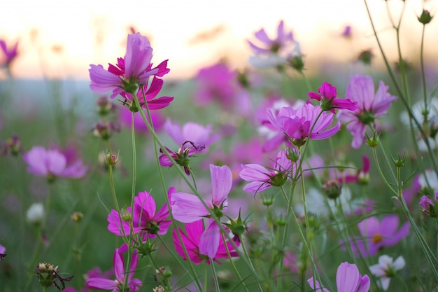 fiori cosmo