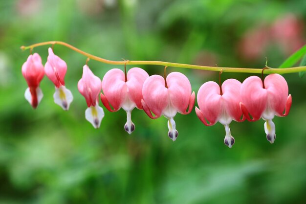 Fiori cuore sanguinante o Dicentra spectabilis con sfondo sfumato