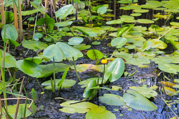 Fiori d'acqua gialli (Nuphar Lutea)