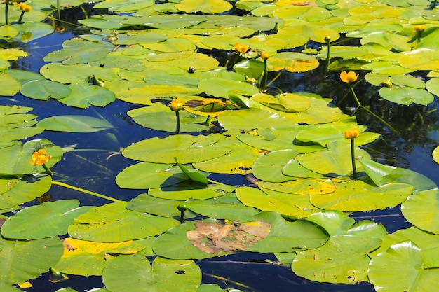 Fiori d'acqua gialli (Nuphar Lutea)