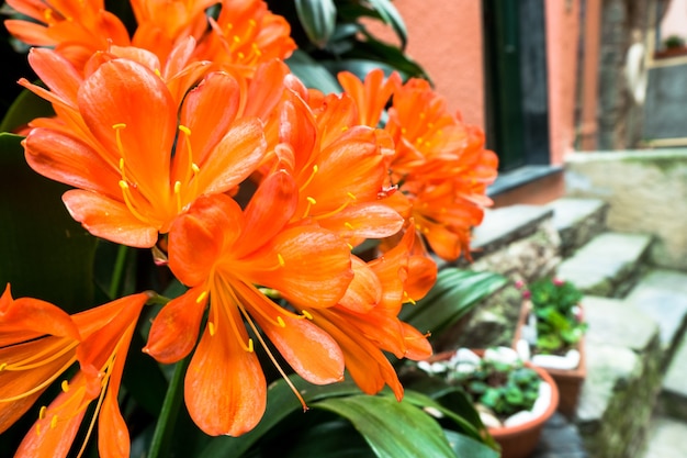 Fiori d'arancio a Vernazza Cinque Terre