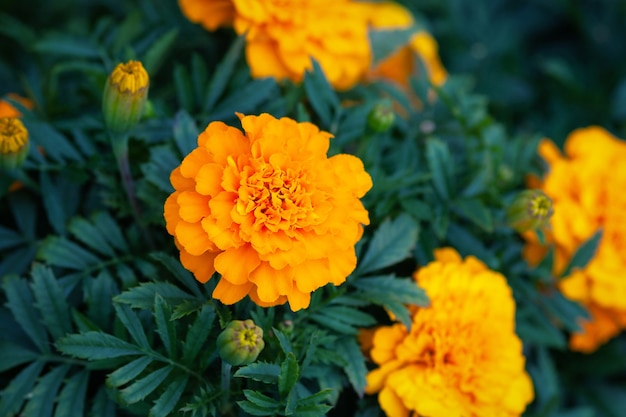 Fiori d'arancio di calendula africana che sbocciano nel giardino, foto d'archivio