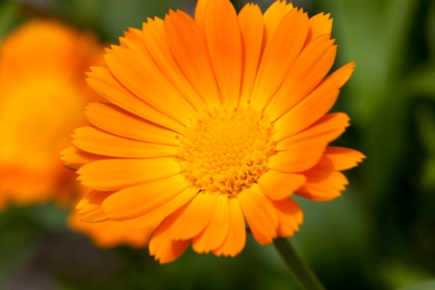 Fiori d'arancio di calendula