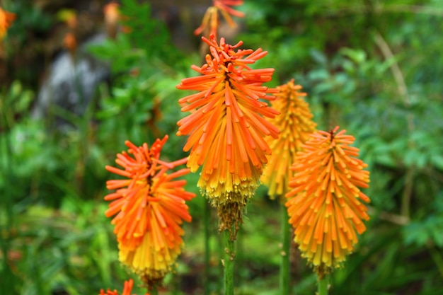 Fiori d&#39;arancio esotici