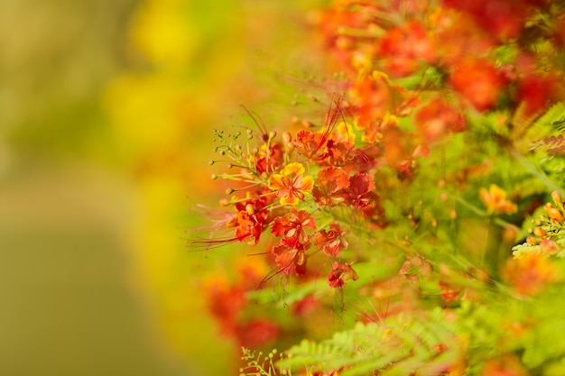 Fiori d'arancio luminosi su un ramo