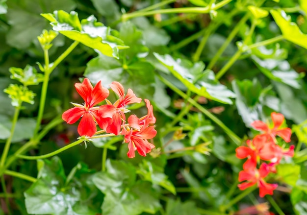 Fiori d'arancio nel parco all'aperto