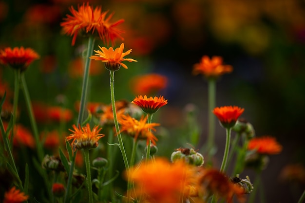 Fiori d'arancio su sfondo naturale sfocato