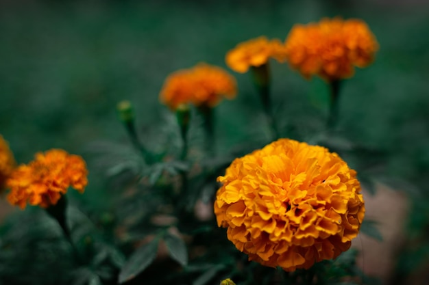 fiori d'arancio sullo sfondo di foglie verdi