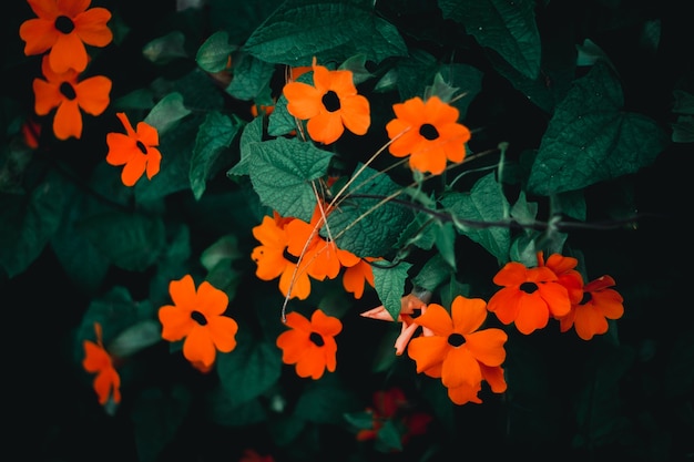 fiori d&#39;arancio