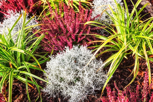 Fiori d'autunno. Aiuola con erica rosa, erba e piante. Sfondo floreale. Decorazione della tomba