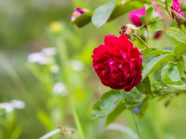 Fiori d'estate in un archivio in una giornata di sole