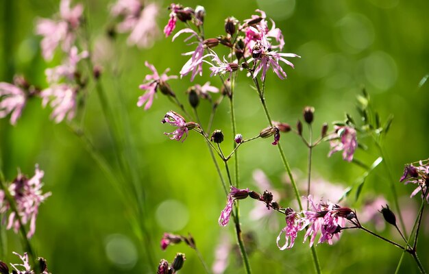 Fiori d'estate in un archivio in una giornata di sole