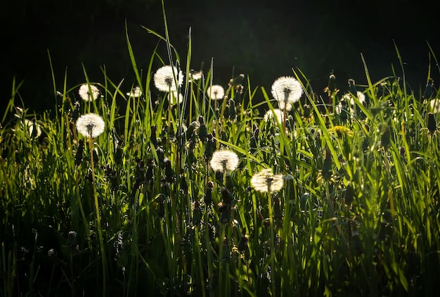 Fiori d'estate in un archivio in una giornata di sole