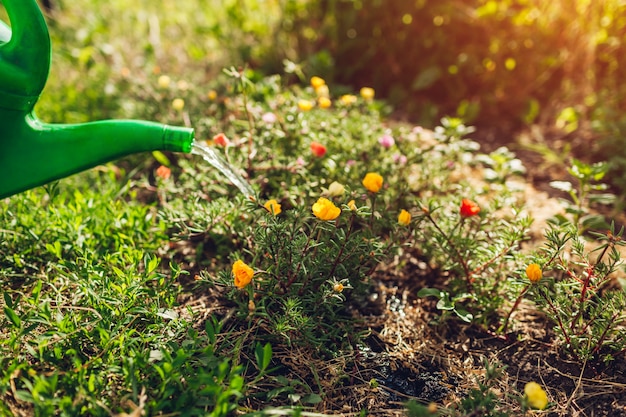 Fiori d'innaffiatura del purslane del giardiniere della donna con l'annaffiatoio