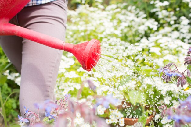 Fiori d&#39;innaffiatura della donna con l&#39;annaffiatoio rosso