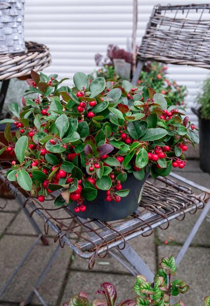 Fiori da giardino autunnali rossi sul mercato di strada nei Paesi Bassi.