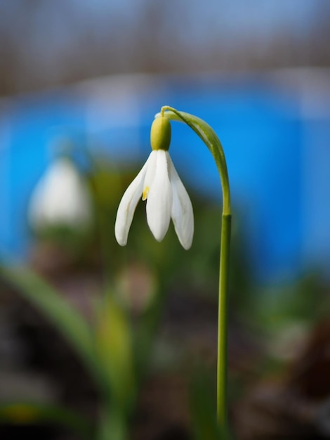 Fiori da giardino Bucaneve Galanthus fiore primo piano Regione di Leningrado Russia