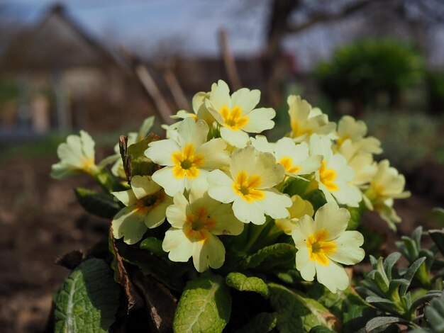 Fiori da giardino Cespuglio di primula gialla Primula closeup Regione di Leningrado Russia