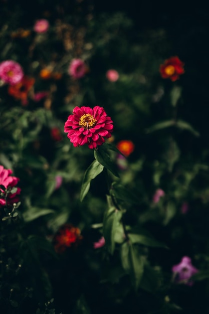 fiori da giardino colorati sotto il sole splendente