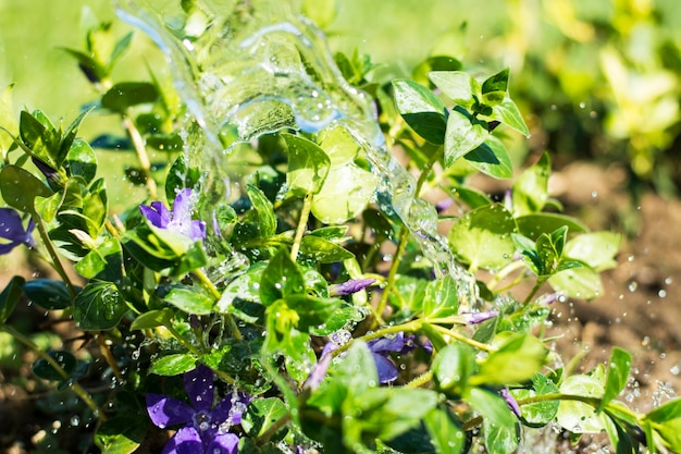 Fiori da giardino d&#39;irrigazione