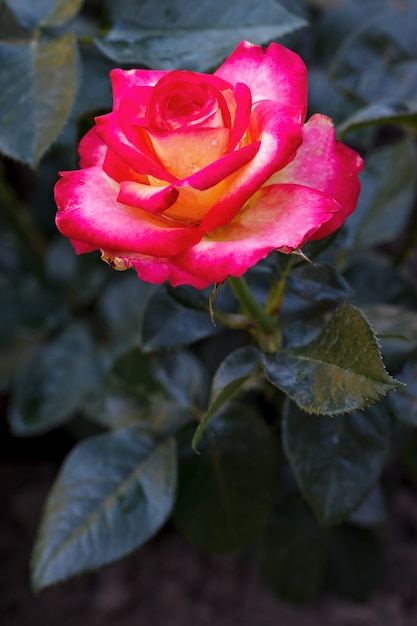 Fiori da giardino in fiore