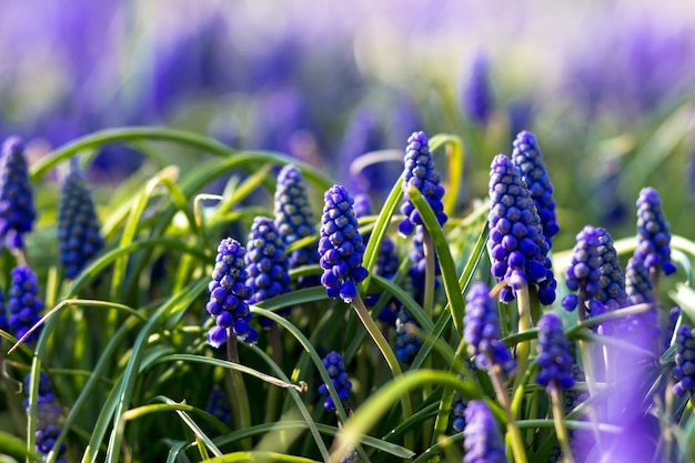 Fiori da giardino sulla strada. Muscari. Aiuola della città.