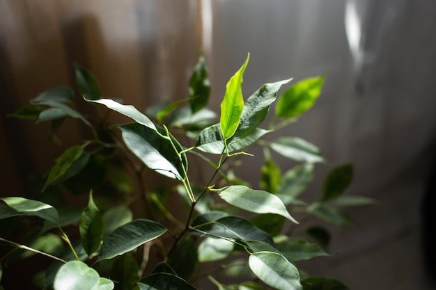 Fiori da interno verdi in un vaso bianco