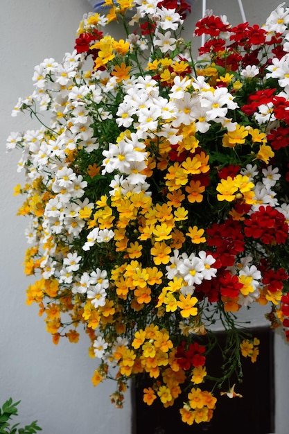 Fiori dai colori vivaci appesi a un muro a Castiglione del Lago