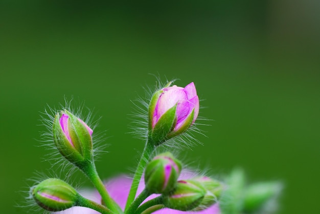 Fiori dal verde tenue