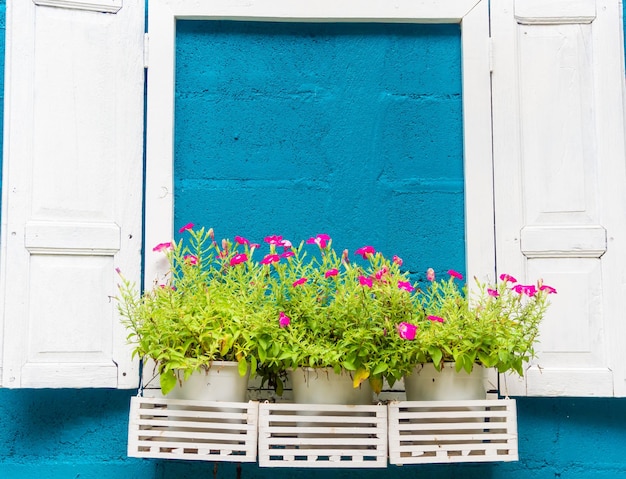 Fiori davanti a casa mia