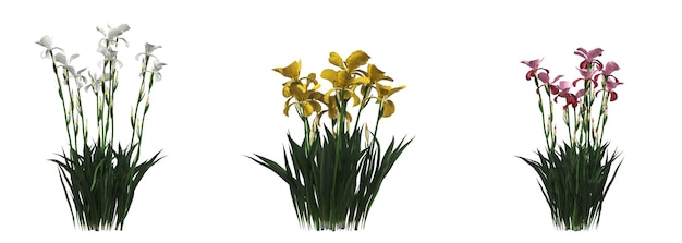 fiori decorativi e piante per interni, isolati su sfondo bianco, illustrazione 3D, cg re