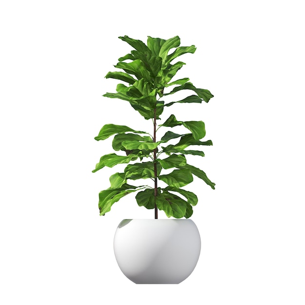 fiori decorativi e piante per interni, isolati su sfondo bianco, illustrazione 3D, cg re