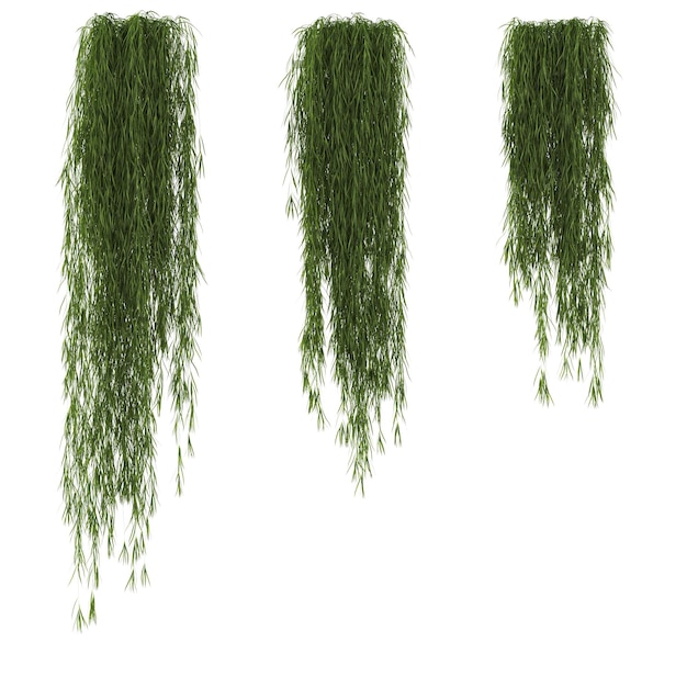 fiori decorativi e piante per interni isolati su sfondo bianco illustrazione 3D cg re
