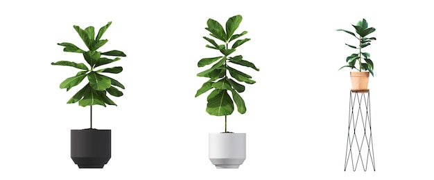 fiori decorativi e piante per interni, isolati su sfondo bianco, illustrazione 3D
