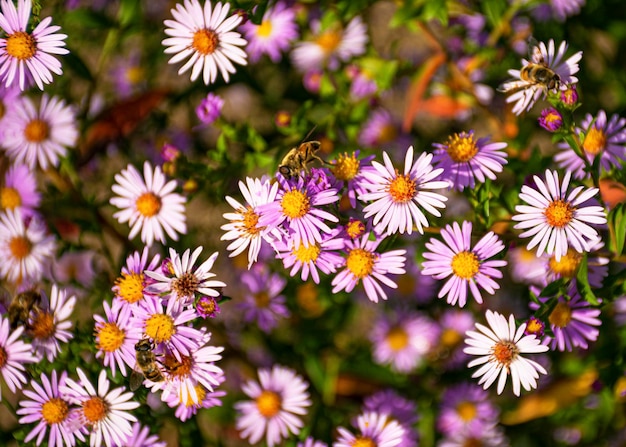 Fiori decorativi perenni per il giardino Fiori di aster blu nel giardino in autunno Pianta per aiuole Le api volano sui fiori