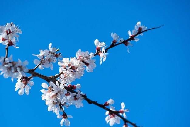 Fiori dei fiori di ciliegio in un giorno di primavera