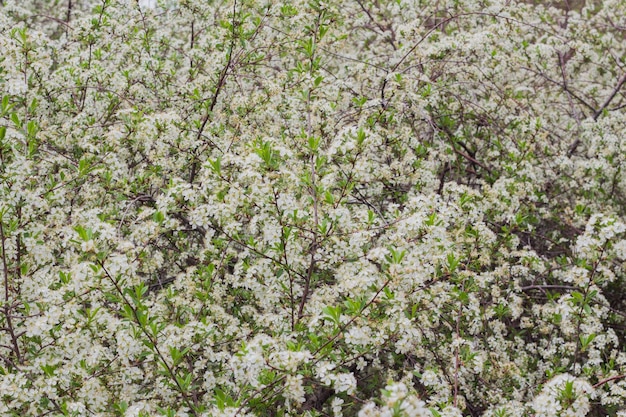 Fiori dei fiori di ciliegio