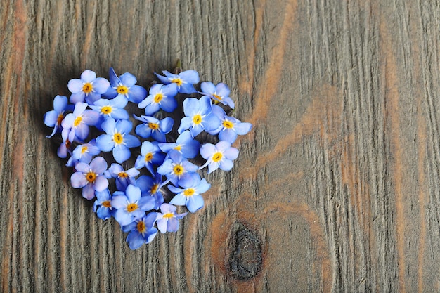 Fiori dei nontiscordardime su fondo di legno