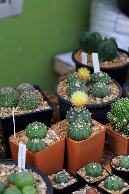 Fiori del cactus di Astrophytum nel giardino