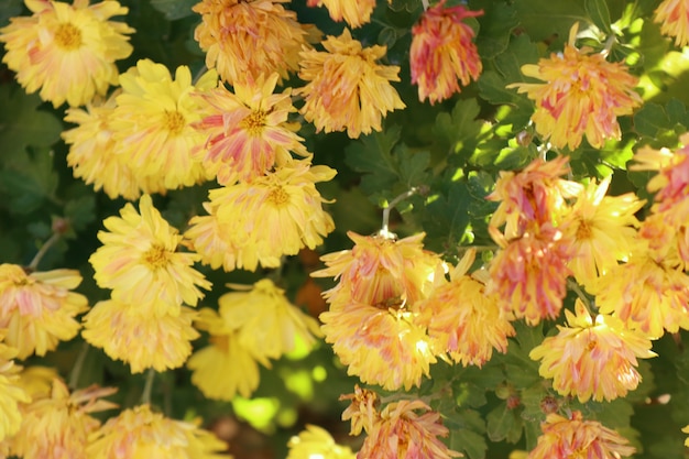 Fiori del crisantemo in primavera Corea